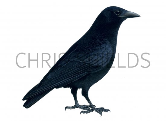Illustration of Carrion Crow (Corvus corone) (#1076)