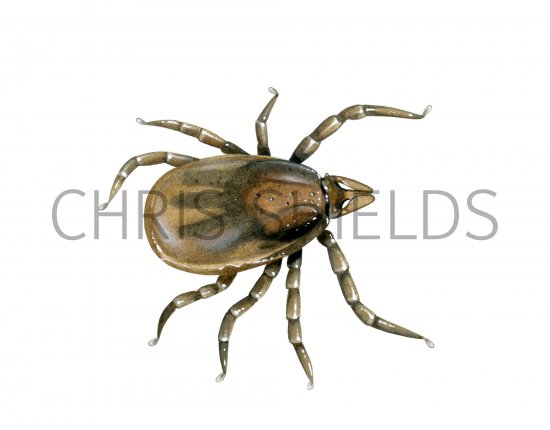 Illustration of Castor Bean Tick (Ixodes ricinus) nymph (#4134)