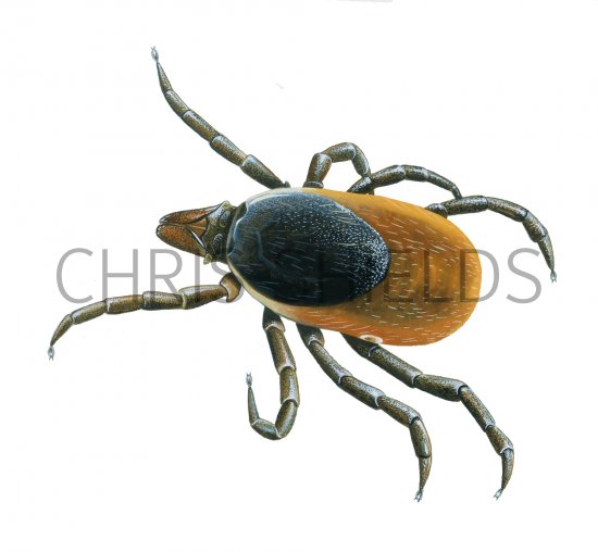 Illustration of Castor Bean Tick (Ixodes ricinus) unfed (#4101)