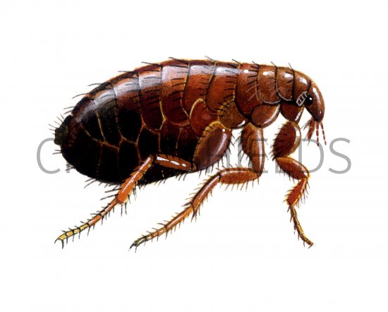 Illustration of Cat Flea (Ctenocerphalides felis) (#2063)