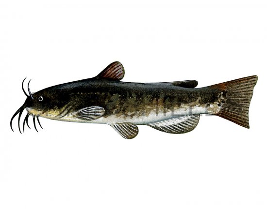 Illustration of Catfish (North American Bullhead) Ictalurus nebulosu3 (#2704)