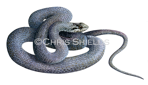 Illustration of Cayman Racer Snake (Alsophis cantherigerus caymanus) (#4515)