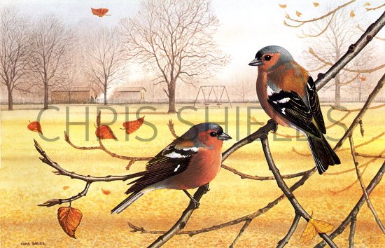 Illustration of Chaffinch (Fringilla coelebs) (#1816)
