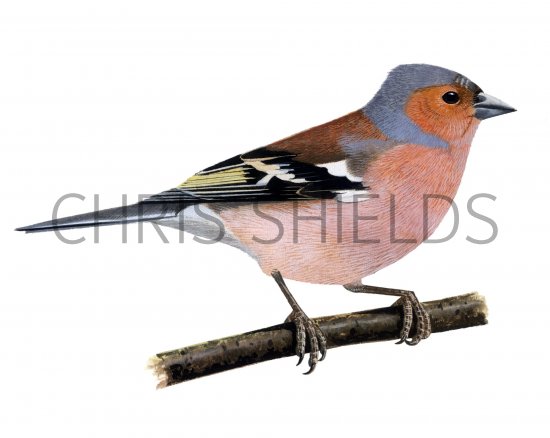 Illustration of Chaffinch male (Fringilla coelebs) (#1194)