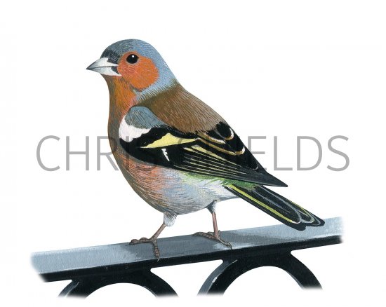 Illustration of Chaffinch male (Fringilla coelebs) (#3365)