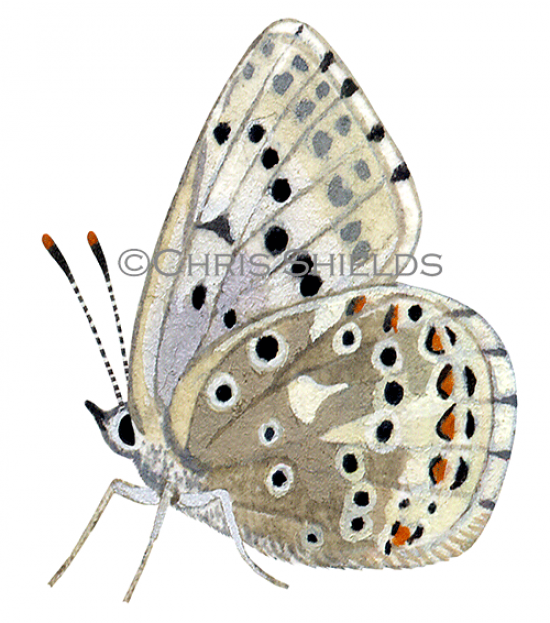 Illustration of Chalk-hill) Blue male (Lysandra coridon) (#1373)