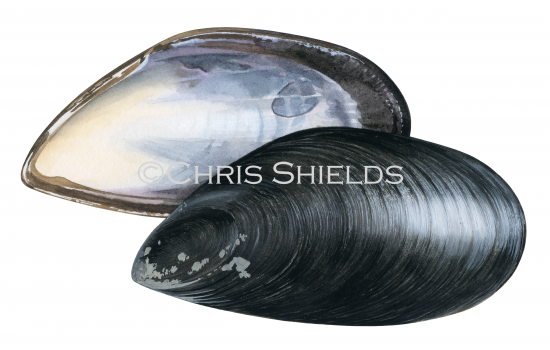 Illustration of Chilean mussel (Mytilus chilensis) (#4669)