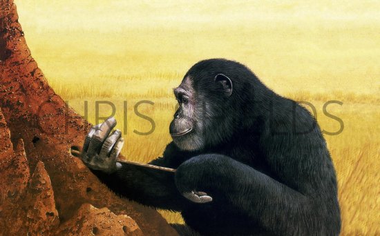 Illustration of Chimpanzee (Pan troglodytes) (#0487)