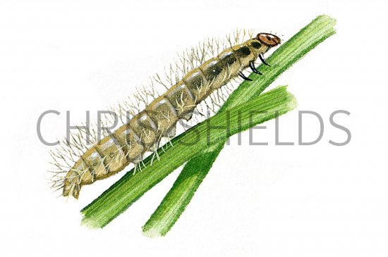 Illustration of China Mark Moth Caterpillar (Paraponyx stratiotata) (#0348)