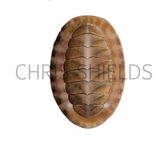 Illustration of Chiton (Callochiton septemvalvis) (#4260)