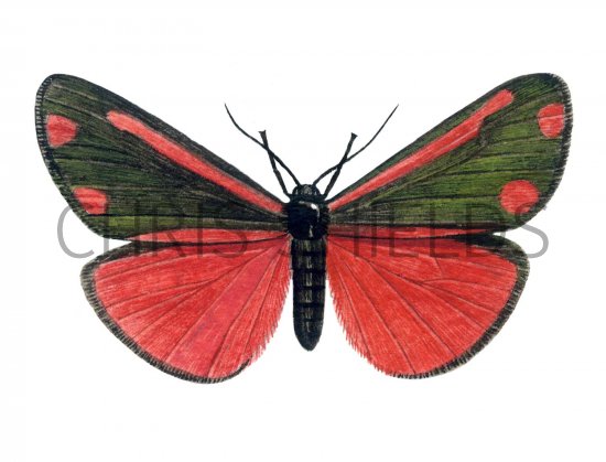 Illustration of Cinnabar Moth (Tyria jacobaeae) (#1735)