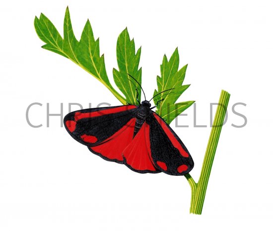 Illustration of Cinnabar Moth (Tyria jacobaeae) (#2152)