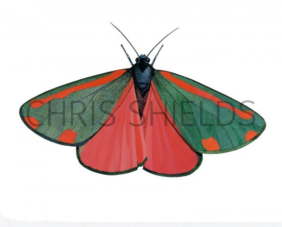 Illustration of Cinnabar Moth (Tyria jacobaeae) (#2662)