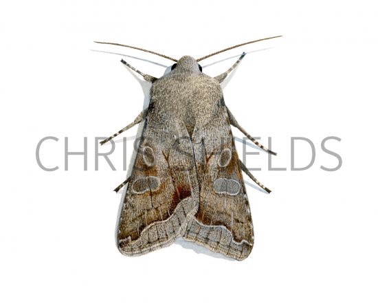 Illustration of Clouded Drab (Orthosia incerta) (#2886)