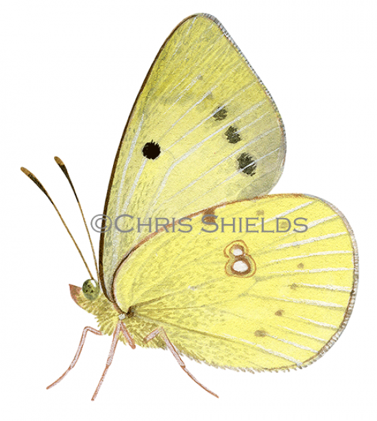 Illustration of Clouded Yellow (Colias croceus) (#2970)