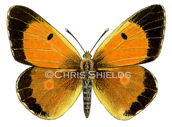 Illustration of Clouded Yellow male (Colias croceus) (#0606)