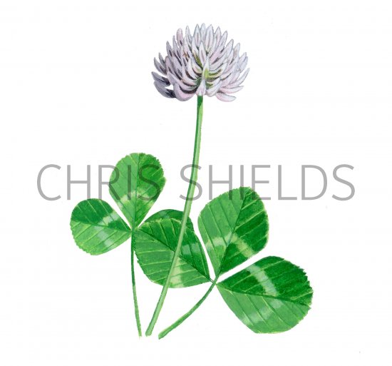 Illustration of Clover (Trifolium repens) (#3901)