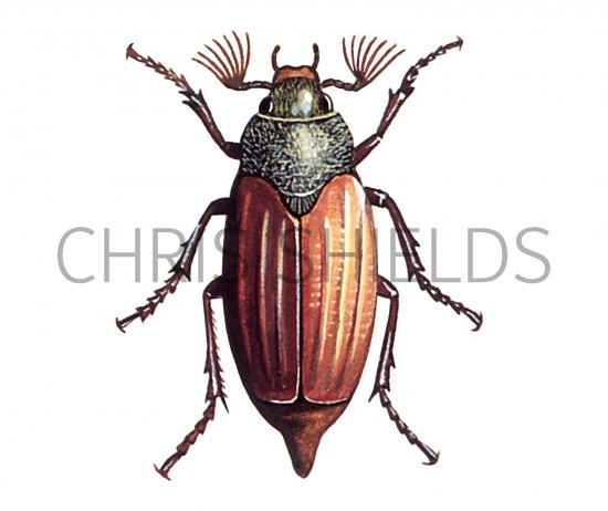 Illustration of Cockchafer (Melolontha melolontha) (#0929)