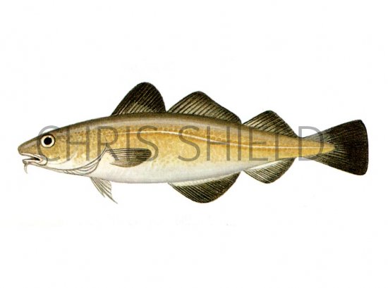 Illustration of Cod (Gadus morhua) (#0132)