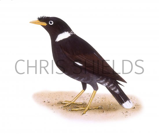 Illustration of Collared Myna (Acridotheres albocinctus) (#3320)