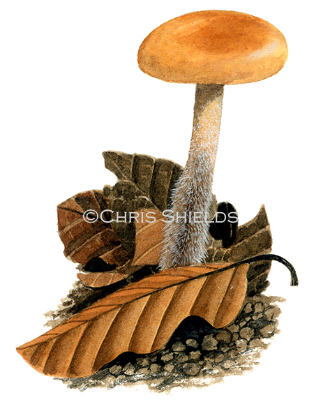Illustration of Collybia fagiphila(Gymnopus) fagiphilus (#4038)