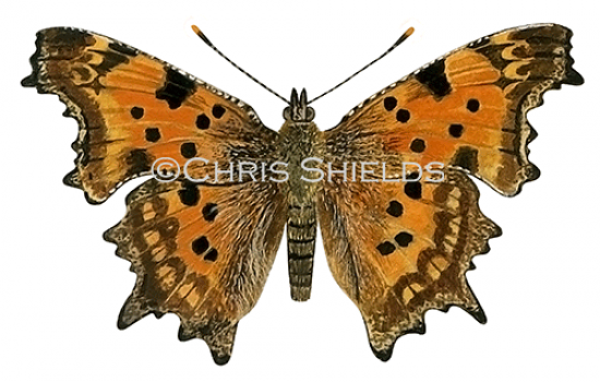 Illustration of Comma (Polygonia c-album) (#1365)