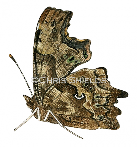Illustration of Comma (Polygonia c-album) (#1366)