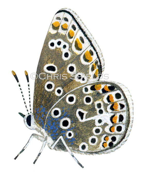 Illustration of Common Blue female (Polyommatus icarus) (#1379)