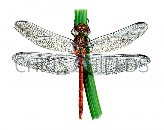 Illustration of Dragonfly (Common Darter) Sympetrum striolatum (#1276)