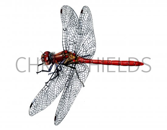 Illustration of Dragonfly (Common Darter) Sympetrum striolatum (#1288)