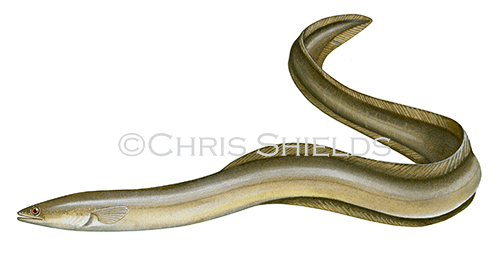 Illustration of Common Eel (Anguilla anguilla) (#0134)