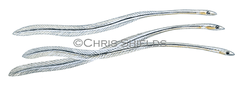 Illustration of Common Eel elver (Anguilla anguilla) (#2708)