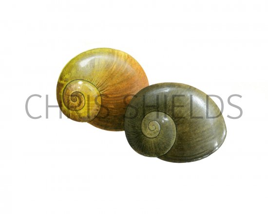 Illustration of Flat Periwinkle (Littorina obtusata) (#1913)