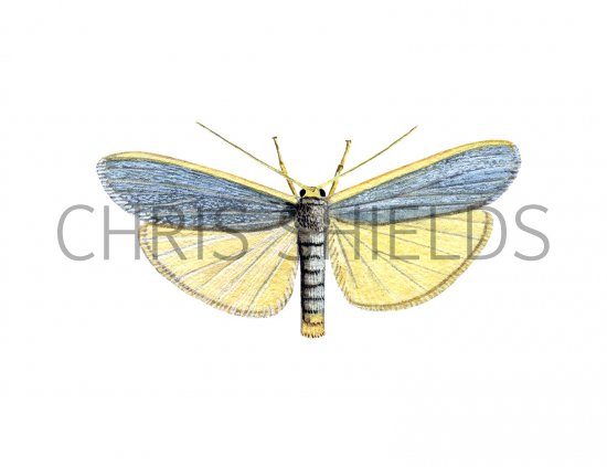 Illustration of Common Footman (Eilema turideola) (#1746)