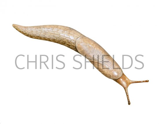 Illustration of Slug (Common Grey Field) Deroceras reticulatum (#2669)