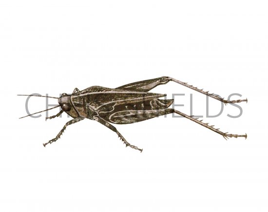 Illustration of Common Groundhopper (Tetrix undulata) (#2578)