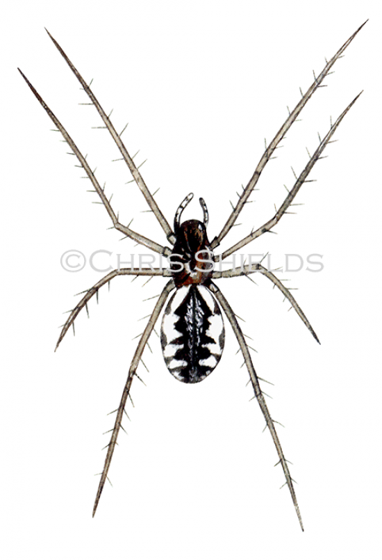 Illustration of Common Hammock Weaver Spider (Linyphia triangularis) (#1584)