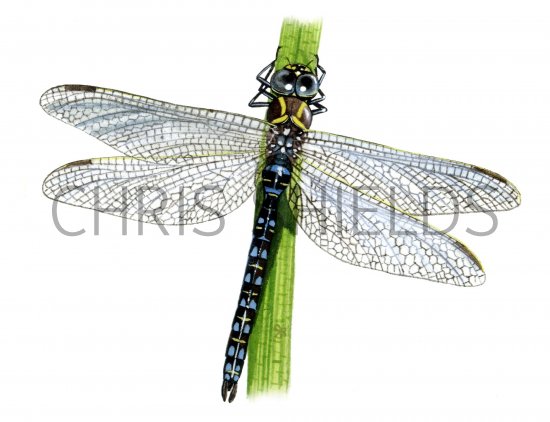 Illustration of Dragonfly (Common Hawker) Aeshna juncea (#1278)