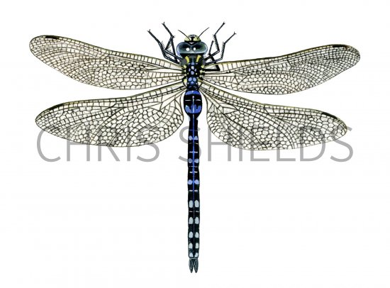 Illustration of Dragonfly (Common Hawker) Aeshna juncea (#1279)