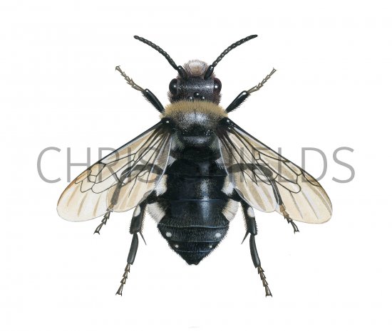 Illustration of Common Mourning Bee (Melecta albifrons) (#3775)