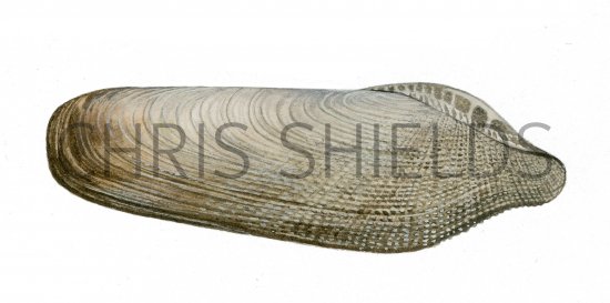 Illustration of Common Piddock (Pholas dactylus) (#4090)