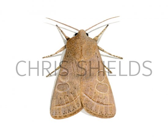 Illustration of Common Quaker (Orthosia cerasi) (#2117)