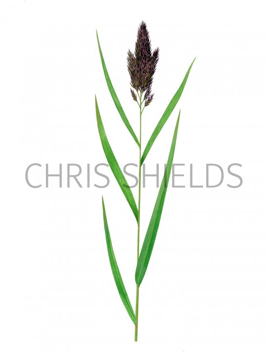 Illustration of Common Reed (Phragmites australis) (#2806)