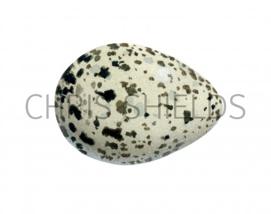 Illustration of Common Sandpiper egg (Actitis hypoleucos) (#0727)
