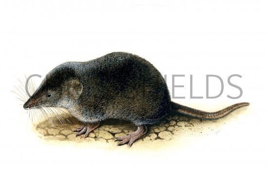 Illustration of Shrew (Common) Sorex araneus (#0664)