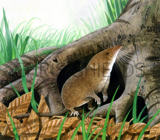 Illustration of Shrew (Common) Sorex araneus (#1418)
