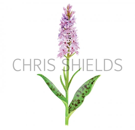 Illustration of Common Spotted Orchid (Dactylorhixa fuchsii) (#2084)