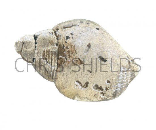 Illustration of Common Whelk (Buccinum undatum)  (#2891)