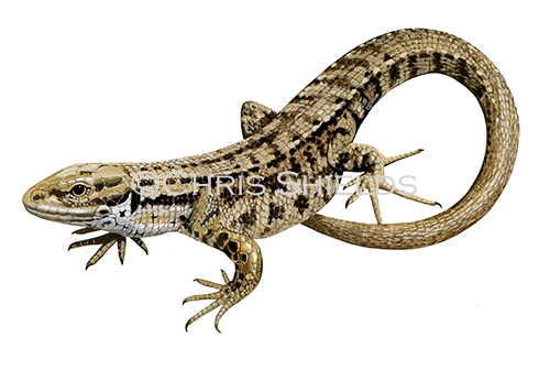 Illustration of Common or Viviparous Lizard (Zootoca vivipara) (#4424)