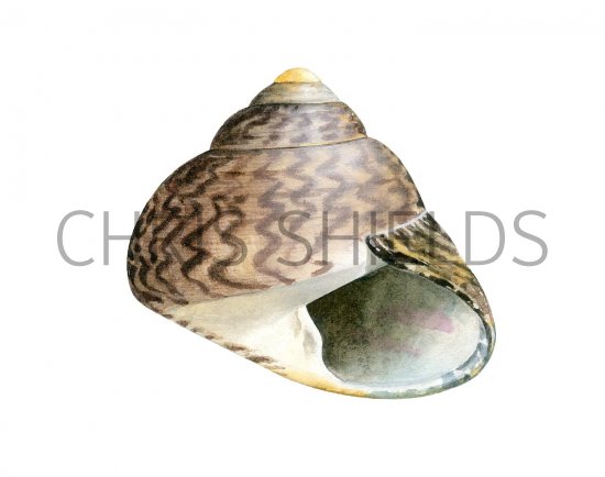Illustration of Common topshell (Osilinus lineatus) (#1974)